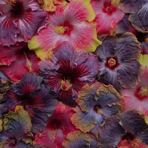 تا میتونی مامانو ببین تا میتونی کیسه رو از دستِ بابا بگیر